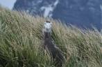 Um filhote de Southern Royal Albatross dscansa na grama alta de Prion Island, na Geórgia do Sul